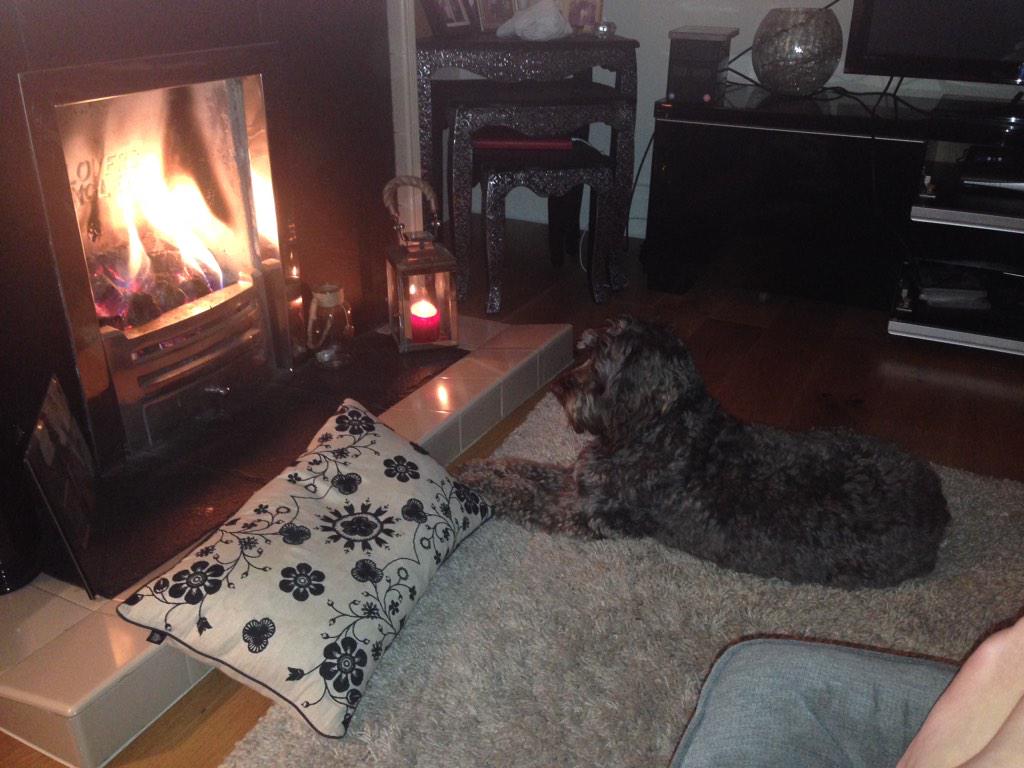 RubyCockapoo's tweet image. My favourite time!!! Love winter!