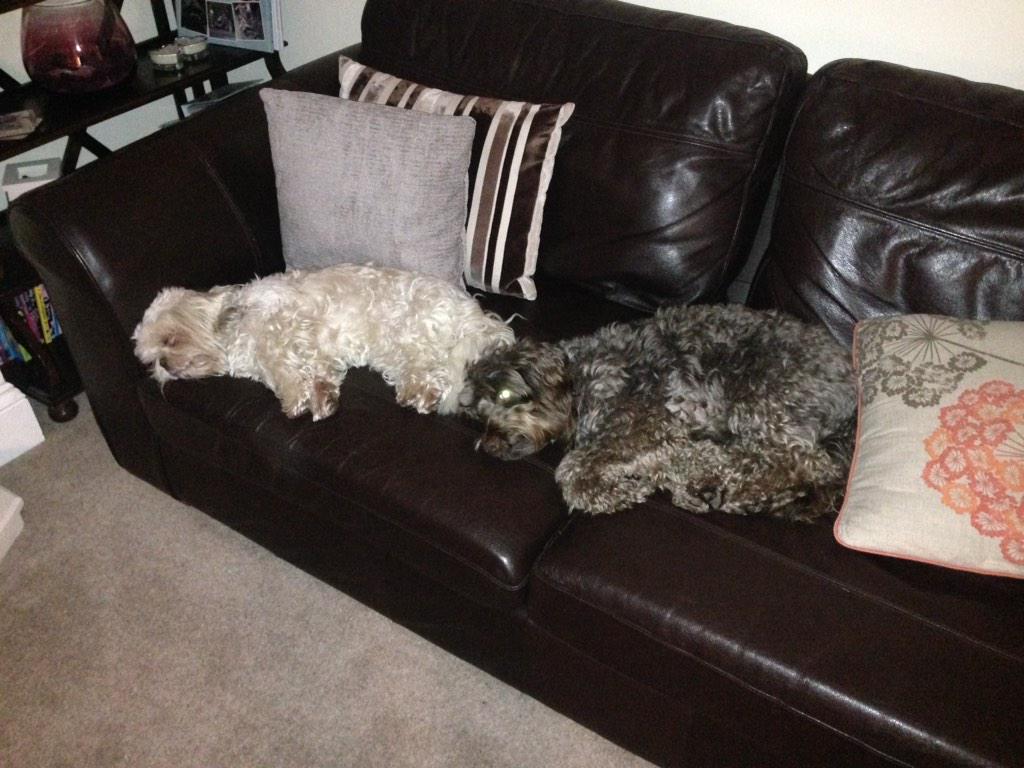 RubyCockapoo's tweet image. My best friend and I sleeping after a long winter walk