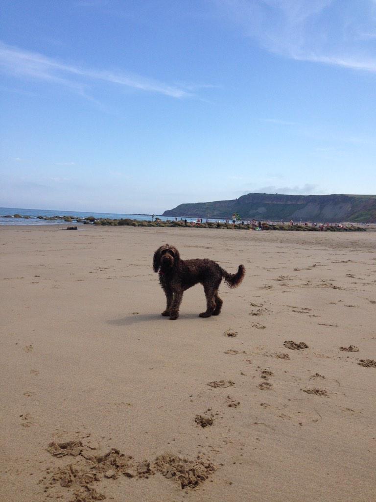 RubyCockapoo's tweet image. Beach fun