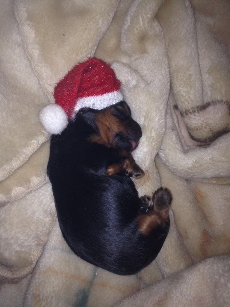 HabiPlanB's tweet photo. Mi perro os desea feliz Navidad! 🐶 http://t.co/U6DOeFi1C7