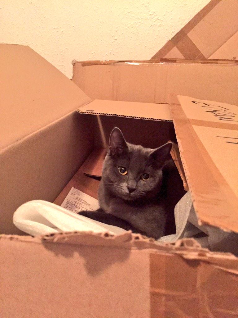 H4ku_cat's tweet photo. It's MY box now! #catbox http://t.co/xq0KVEWEp8
