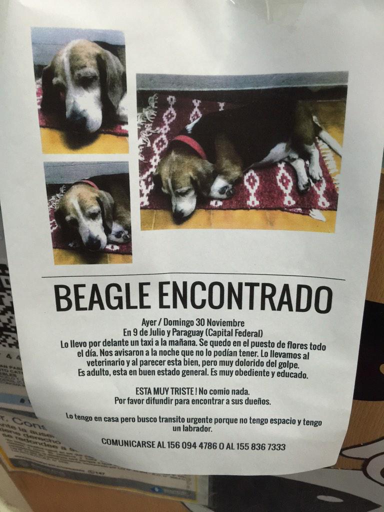 Beagle viejito encontrado en 9 de Julio y Paraguay. @aide_tarrio <a href="/elcampito/">El Campito Refugio</a>