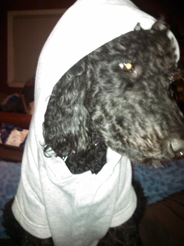 unoidid's tweet image. Murphy didn't choose the thug life. The thug life chose him.   #thugdog  #murphyman  @UMYTHOT