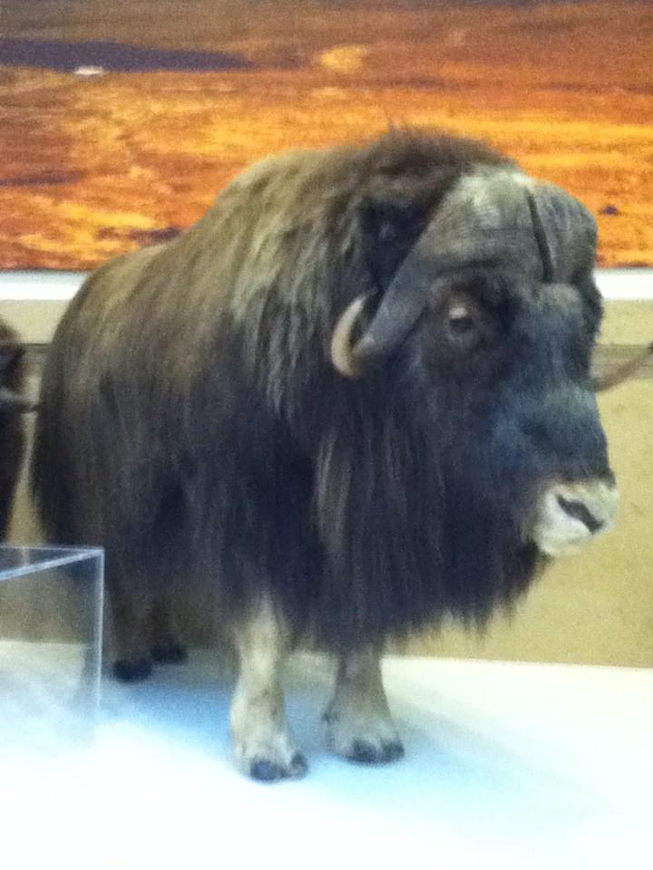 ted_bryce's tweet image. I have a dog name Ted