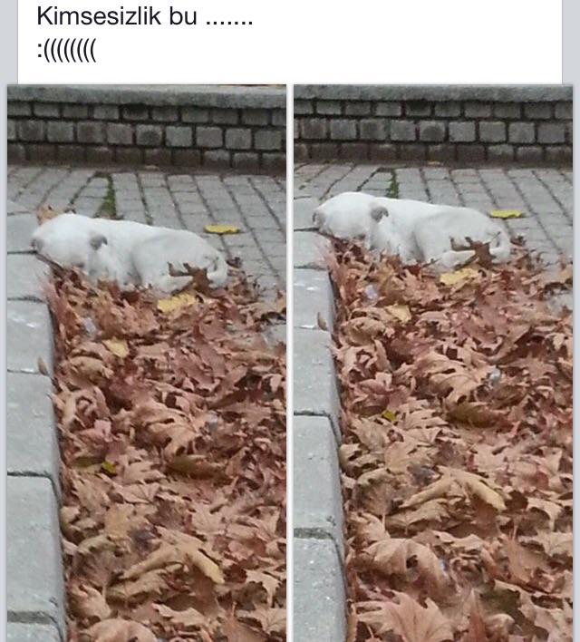 TCylz's tweet photo. AYDIN-KIMSESIZLIK BU..ONUNDA YUVASI OLSUNMU?@sokakcanlari @sosyopet @YuvaAriyorum @AcilYuva @HayvanDostu_RT http://t.co/c4vCD8wQHi