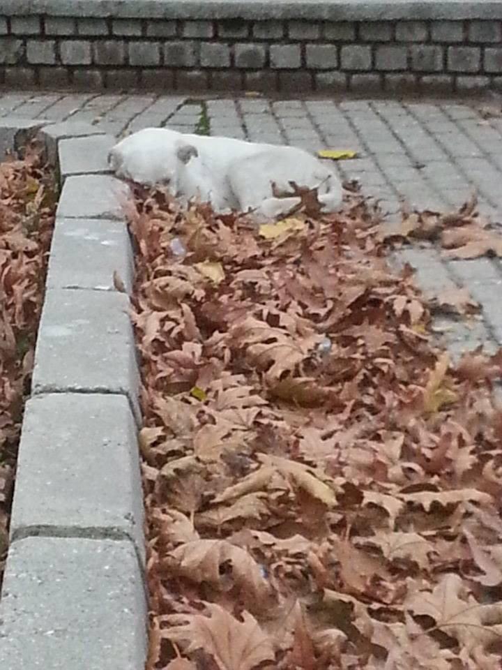 TCylz's tweet photo. AYDIN-KIMSESIZLIK BU..ONUNDA YUVASI OLSUNMU?@sokakcanlari @sosyopet @YuvaAriyorum @AcilYuva @HayvanDostu_RT http://t.co/c4vCD8wQHi