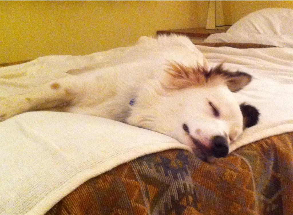 christmas2014_S's tweet photo. He had a wonderful 6 hours with his furry mates. Resting up now for another doggy day care tomorrow :-) http://t.co/vePFVLKvxZ