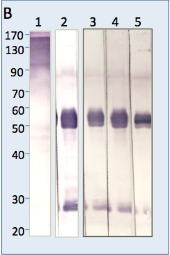 Capralogics's tweet photo. Check out our new antibody products! https://t.co/pqwwJnappd http://t.co/Bslvbc3baT