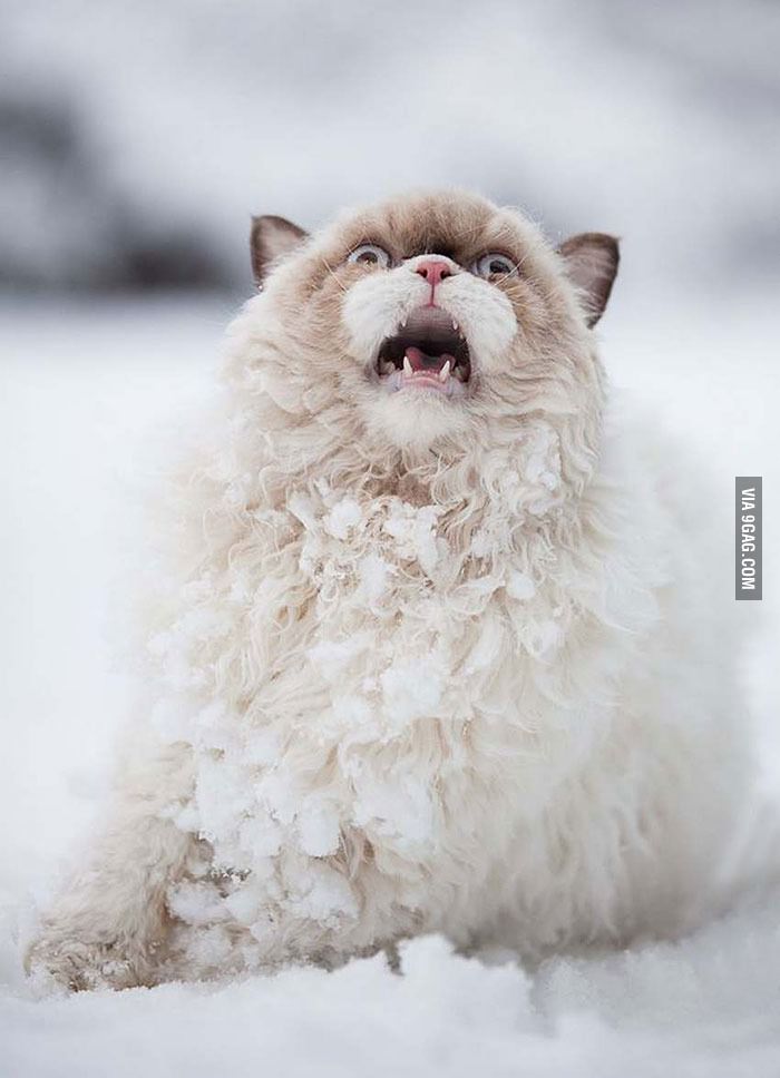 EmiliaGatoMalo's tweet photo. I can't stop laughing at this photo. #NeedsACaption #catsquad #9gag http://t.co/0lWbkKLbpX