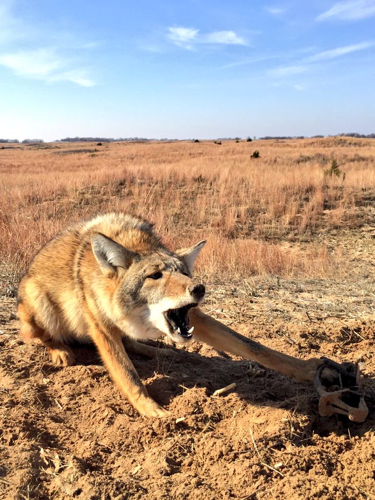 BryceGarner1's tweet photo. Not many sights better than an alpha male on the biggest hill in the pasture!  #SNAP #tightchains http://t.co/c2t642wdLY
