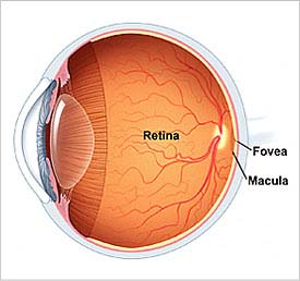visopticsllc's tweet image. Artificial retina progress looks promising bit.ly/1AllcBw #ArtificialRetina
