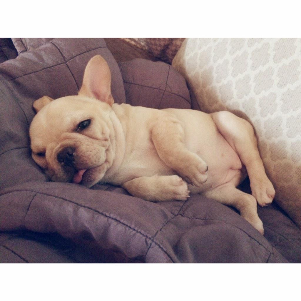BanjoFrenchie's tweet image. Wanna come over? Cause I can't get up... -face #happytuesday #frenchieproblems #frenchie #puppy #puppiesofinstagram