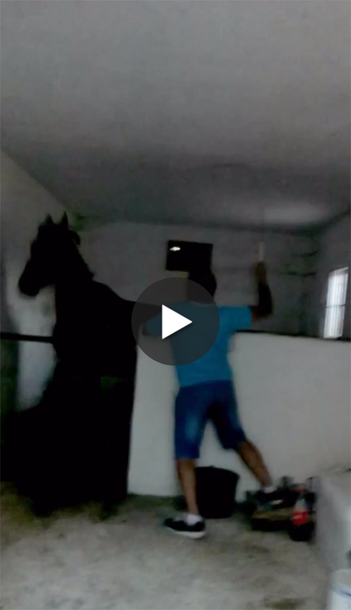 peta's tweet photo. HELP!

PETA provided authorities info on man BEATING horse, w NO results.

RT &amp; ASK 4 JUSTICE: http://t.co/EoDc61IAmv http://t.co/fb24Vwz00m