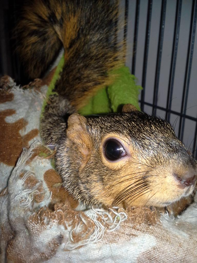 LivvySquirrel's tweet photo. Scout is sitting on Damon like he's her nest #histail http://t.co/qKYNOoDjrf