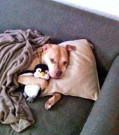 MichaelDAClarke's tweet image. Another aggressive &amp;amp; violent Pitbull caught on camera.