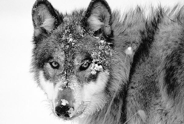 Волк точка ру. Волк. Хищные животные волки. Среднерусский волк. Амурский волк.