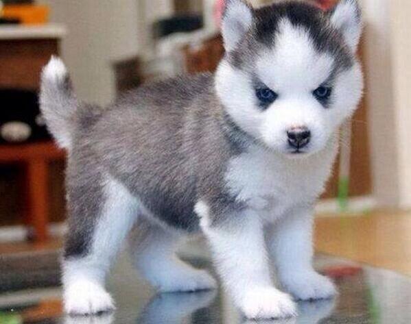 _Paisajes_'s tweet photo. Quiero este perrito. http://t.co/4Xvn2JZYQg