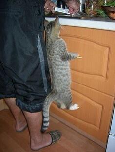 247razz's tweet photo. Cats are so funny. #tunatuesday http://t.co/jf0KQzwTGv