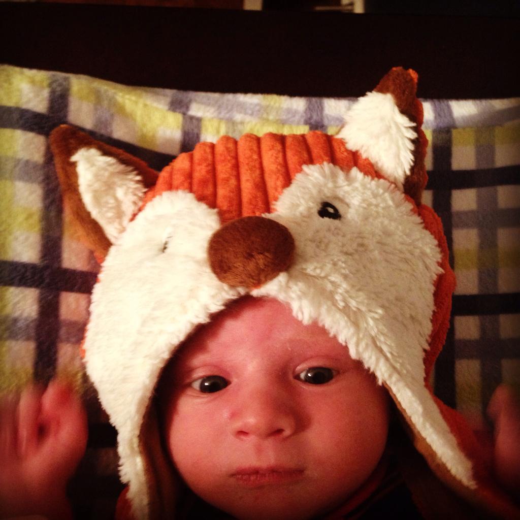 Missy_Prince's tweet photo. What does the FOX say? #hudsonlane #newhat @BPrince13 http://t.co/TYUX43mAiP