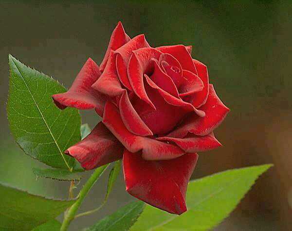 KibandeB tweet picture