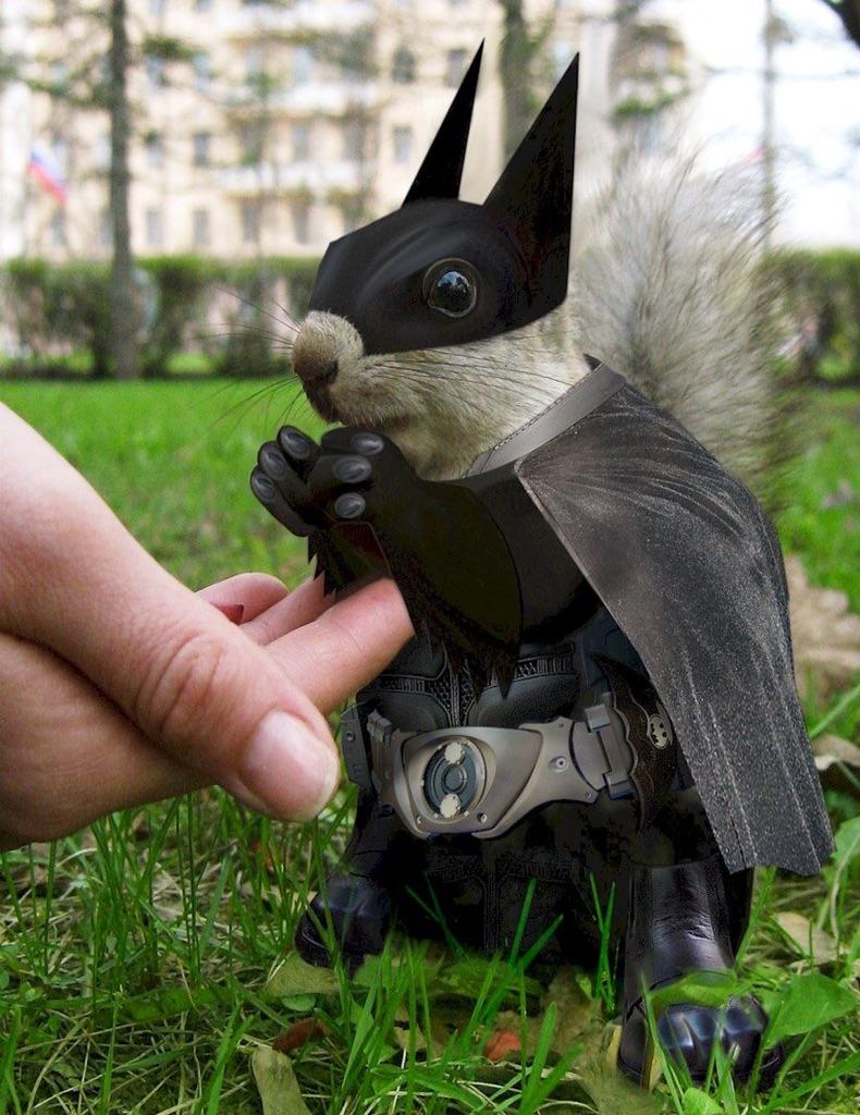 squirreluwsp's tweet photo. He's the hero Stevens Point deserves, but not the one it needs right now. #batman #batsquirrel #batmanquotes http://t.co/GLKTX6Bw3r