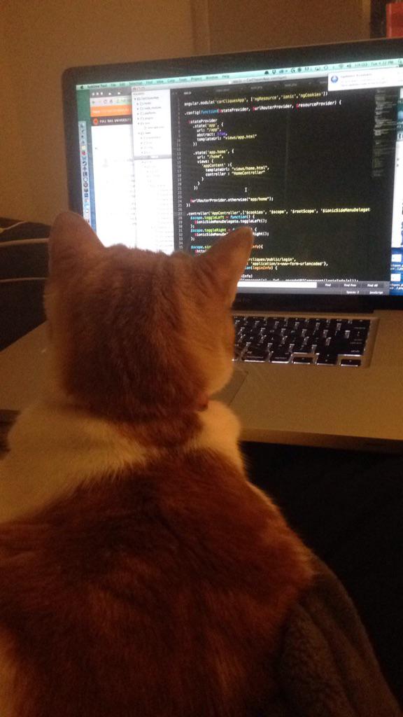 SubaruAdvocate's tweet photo. My cat unit tests for me. #universityjavascript http://t.co/pHSff2er7Q