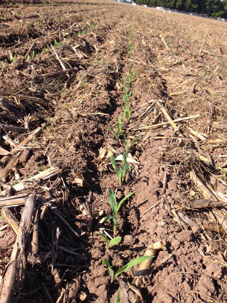 PazTrueba's tweet photo. @MasAgPlataforma @BramACCIMMYT nacencia de maíz en Plataforma MasAgro-AARSP http://t.co/EI3D7YXhMO