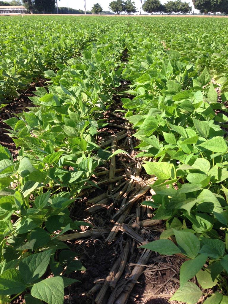 PazTrueba's tweet photo. @MasAgPlataforma @BramACCIMMYT frijol A. Higuera para semilla en agricultura de Conservación http://t.co/YKZyFkKhKr