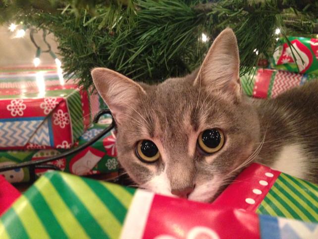 ellensteencook's tweet photo. I'm in #timeout for running away for two days. #Abby #badkittycat. http://t.co/XlZzTSj16R