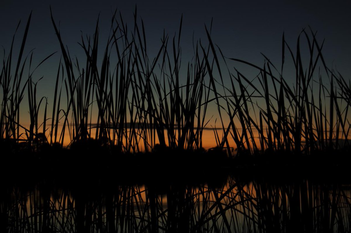 temowani's tweet photo. Taken with my #NikonD3200 December 2014 Okeeheelee Park  Greenacres Florida The United States #BBCLifeInColour http://t.co/ZEy4gGDfu9