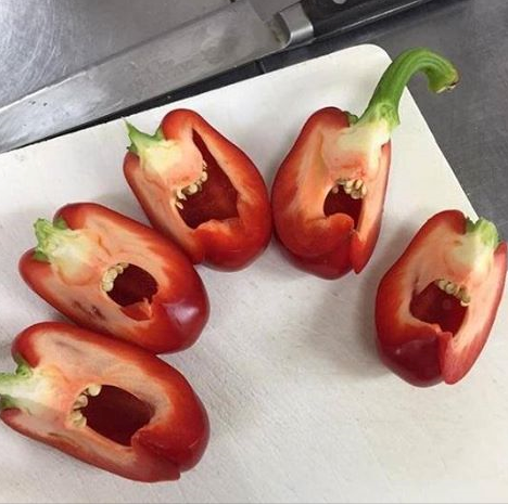 PLEOrb's tweet image. Shouting Red Peppers! Must have item for PLEO rb in winter to get them warm!