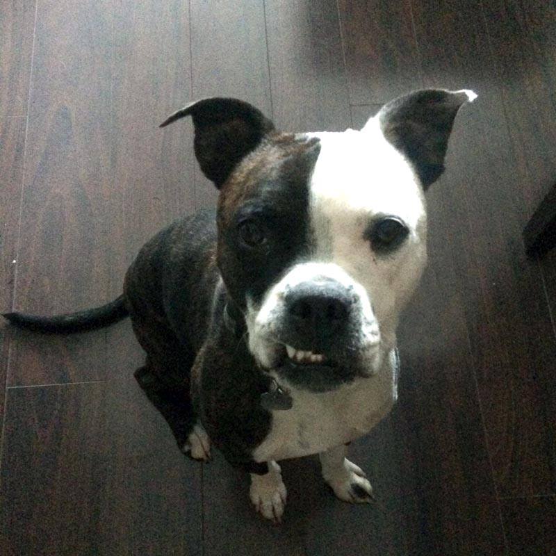 AASBC's tweet image. Update on Billy (now known as "Chip") -- he's found his forever home! Read more at: on.fb.me/1weqL3q