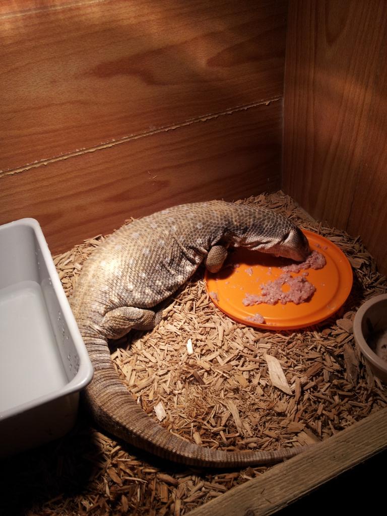 smadan8's tweet photo. @SnakeBytesTV  here are my man eaters #EatenAlive http://t.co/sjDaQ7TWn1