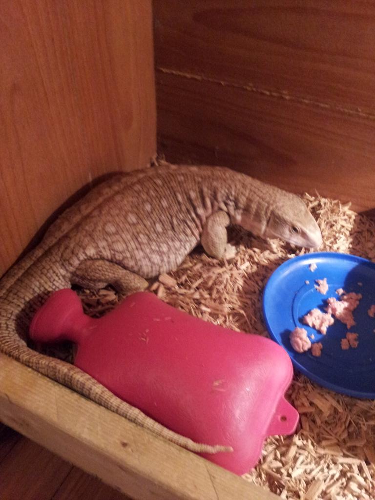 smadan8's tweet photo. @SnakeBytesTV  here are my man eaters #EatenAlive http://t.co/sjDaQ7TWn1