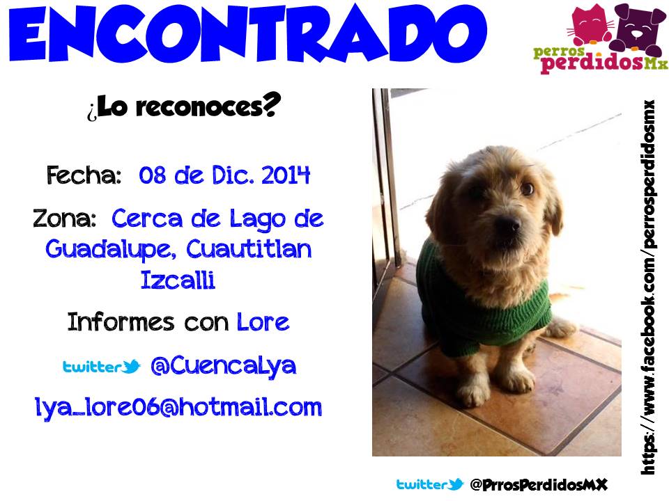 PerrosPerdidosMx tweet media