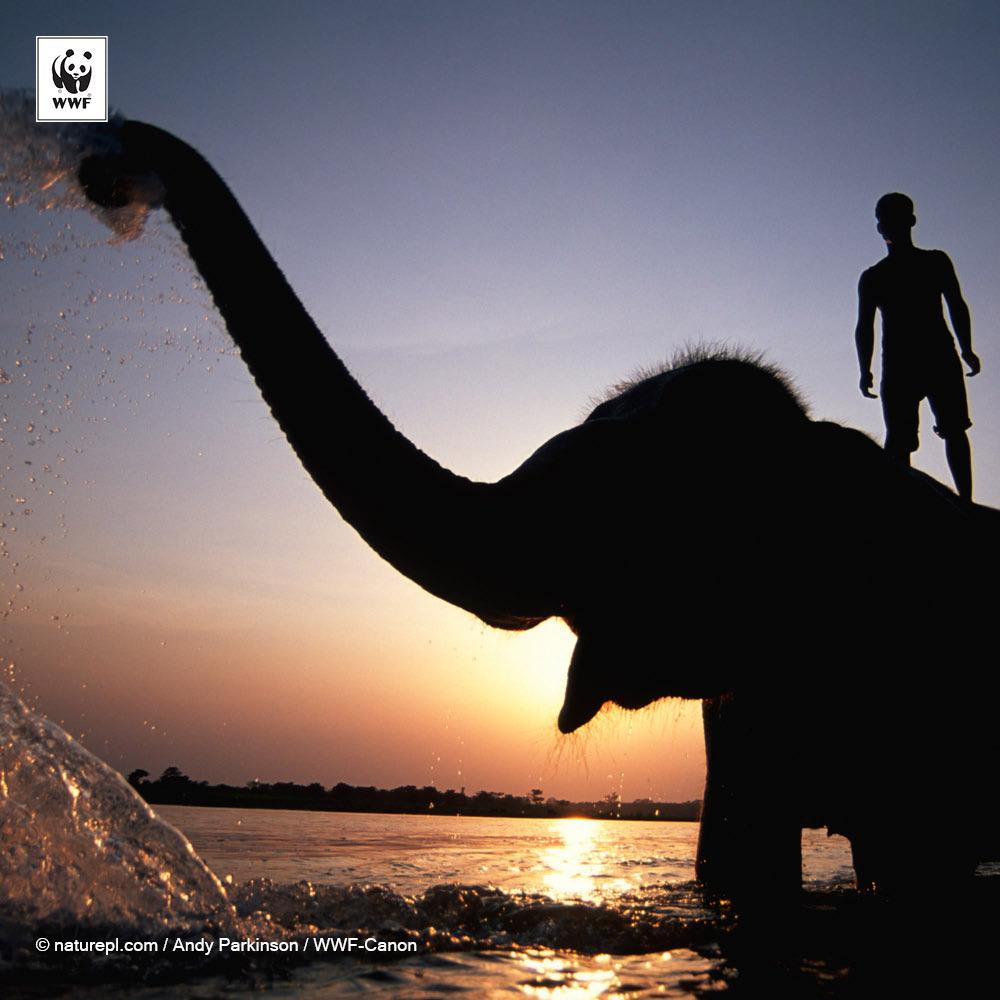 WWF's tweet photo. RT. We’re calling on our leaders to think about our future AND present TODAY. #COP20 this week. http://t.co/HLM0WPcisY
