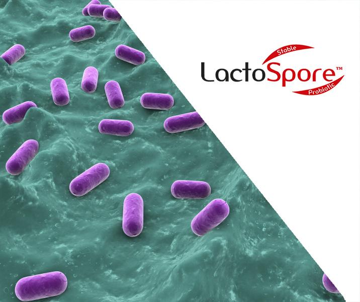 AmixStore's tweet image. #LactoSpore a preparation containing viable spores of Bacillus coagulans probiotic bacteria.

AmixStore.com/patents/lactos…