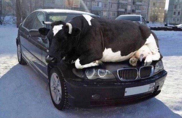 BolsoverSNT's tweet photo. As the days get colder animals are attracted to the warmth of your vehicle, please check before setting off. http://t.co/BfvBvoGorE