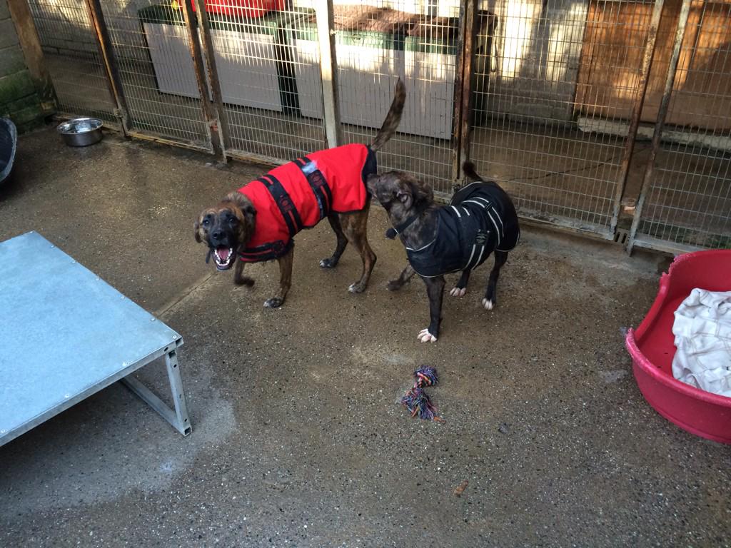 RSPCA_chester's tweet photo. "Walk time, walk time, walk time!!" Alright Murphy calllmmmmm down! lol! #adoptmurphy http://t.co/gooIKWQFlv
