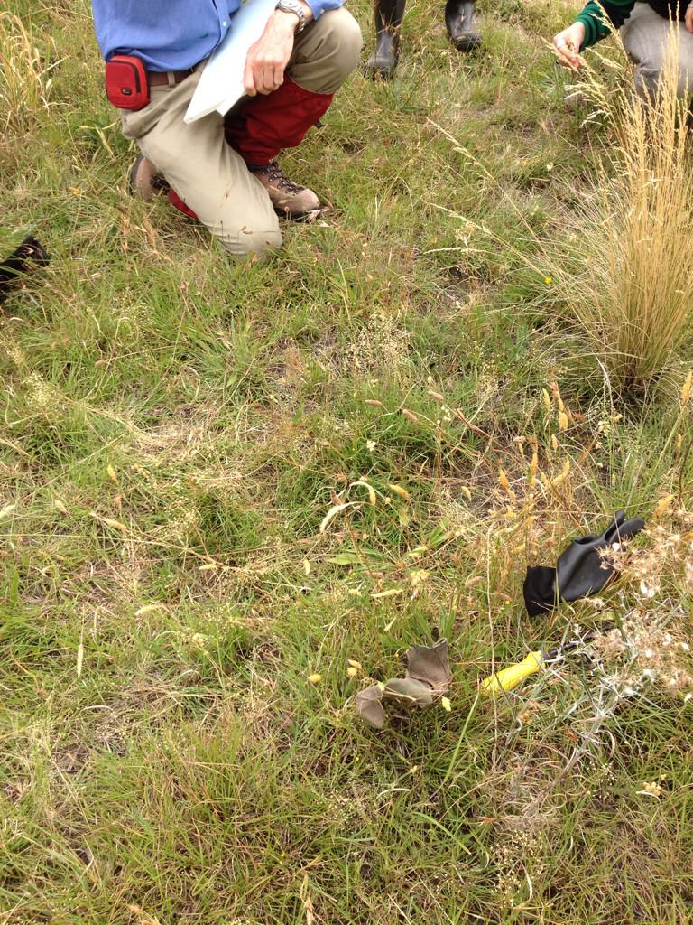 BloodyK8's tweet image. #puddle #microcommunities within the #grassland #grassid