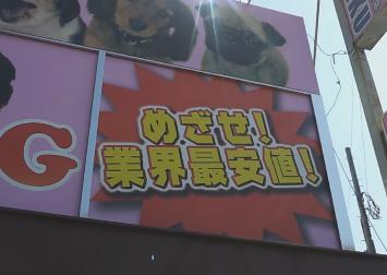 JJceeeeeez's tweet photo. ⑪子犬や子猫が、狭いケースで展示、成長すると値段が下がる、ローン払い、サマー･クリスマスと銘打っては安売り、業界最安値！ペットショップに違和感を感じない人は感覚が麻痺している。動物は幸せ？幸せなのは売れて利益の入る店と買ったお客さん。 http://t.co/S49UcNg8zs