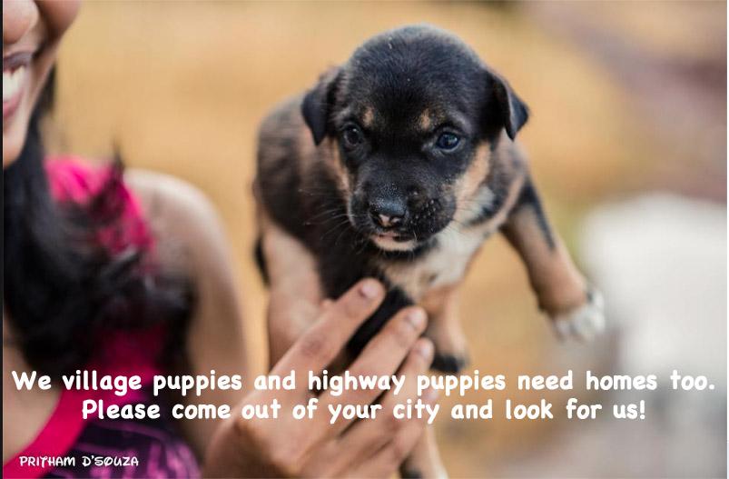 RajashreeKhalap's tweet photo. Adopt a village pup or highway pup
#villagedogs #primitivedogs #aboriginaldogs #dingopariahtype #INDog http://t.co/3MrlGV1abd