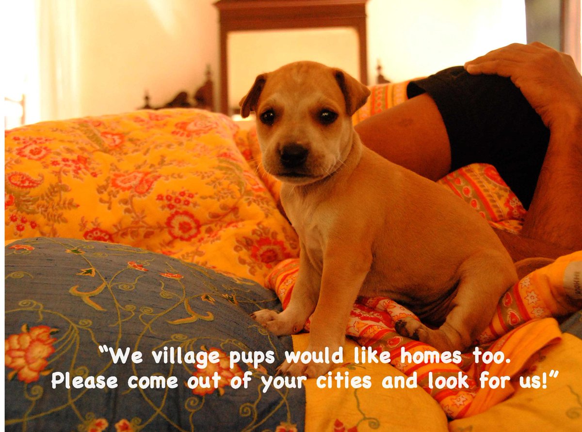 RajashreeKhalap's tweet photo. Adopt a village pup or highway pup
#villagedogs #primitivedogs #aboriginaldogs #dingopariahtype #INDog http://t.co/3MrlGV1abd