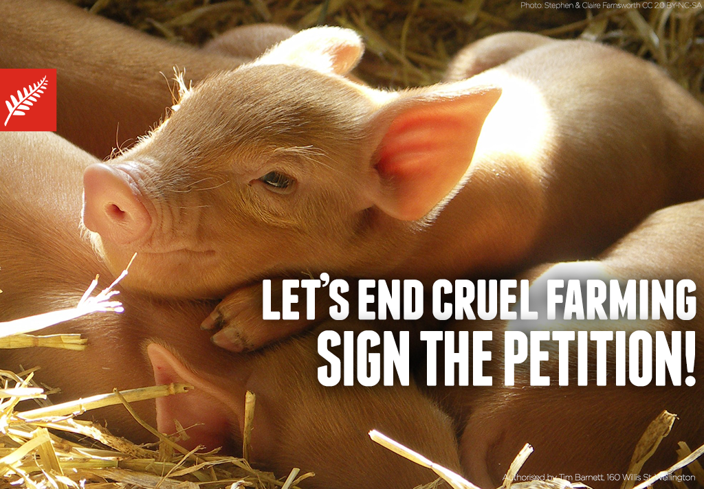 TooAnimals's tweet image. Let&apos;s end cruel farming. Sign the petition: action.labour.org.nz/cruel-farming  via @nzlabour
