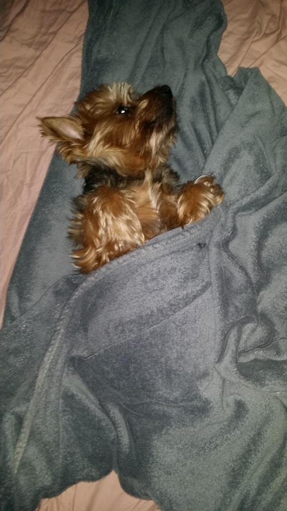 My pup sleeps like a tiny person
