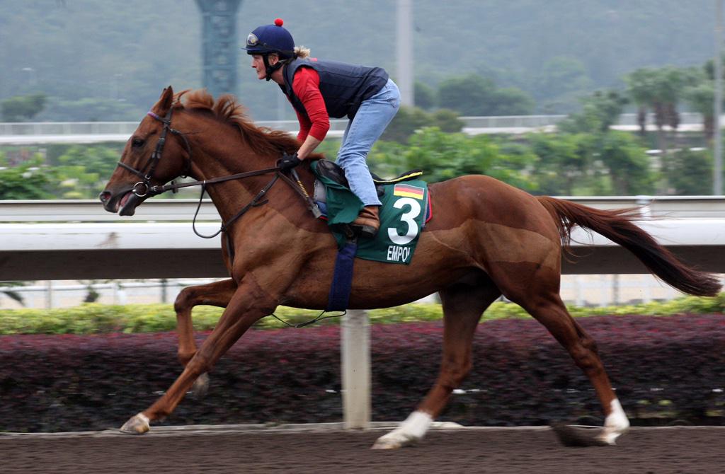RaceBets's tweet photo. Hier ein Foto von #Empoli heute morgen beim Training in #ShaTin! Peter #Schiergen reist morgen selbst nach Hong Kong! http://t.co/szBHSqv9MX