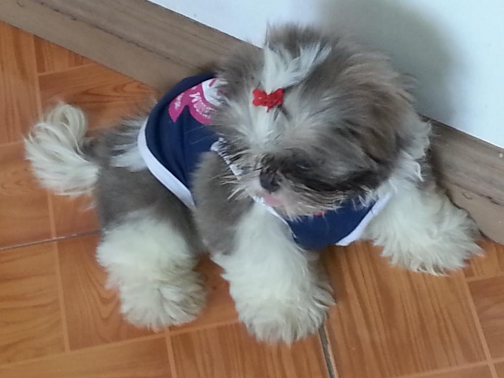 RhiaS's tweet photo. Oreo and Hershey with fashion! http://t.co/AU6dJCg51p