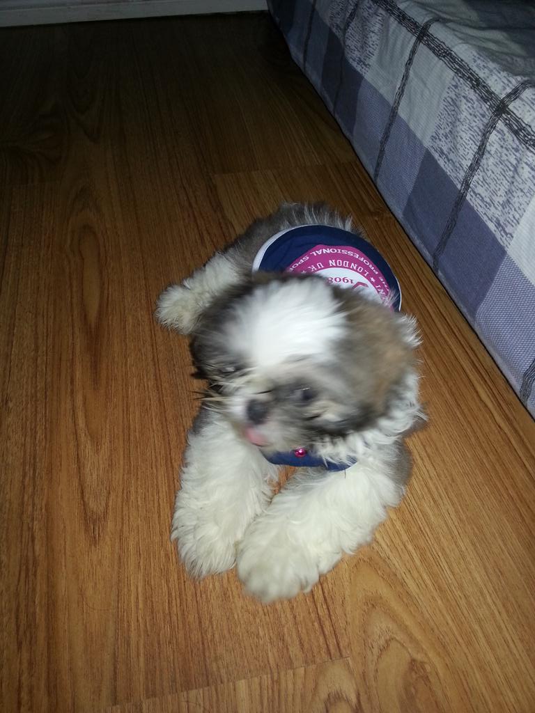 RhiaS's tweet photo. Oreo and Hershey with fashion! http://t.co/AU6dJCg51p
