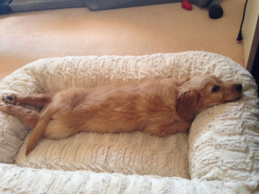 Puppy (@tommowithvans) on Twitter photo 