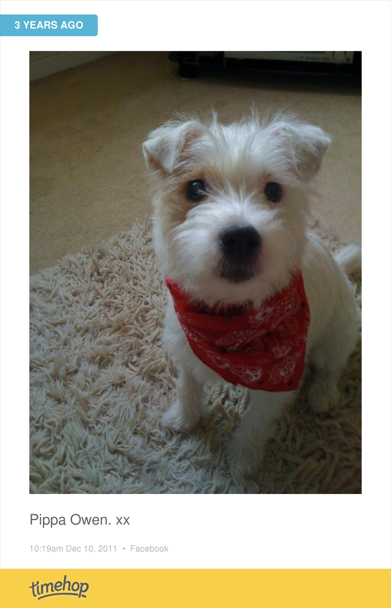 I love this dog timehop.com/c/fup:10150506…